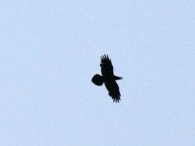 RAAF over Bakkeveen