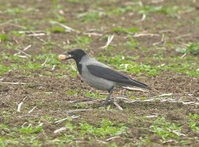 Sovon wintertelling Duurswouderheide en omgeving.