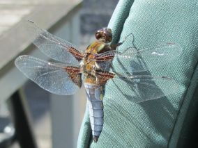 De Platbuik, Libellula depressa