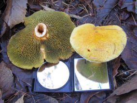 Zeer zeldzame paddenstoelen gevonden in Bakkeveen.