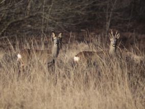 Politieke partijen Opsterland over natuur en landschap