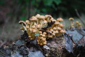 Paddenstoelenexcursie op de Slotplaats