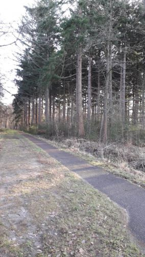 Zorgen over plannen voor massale boomkap door Staatsbosbeheer