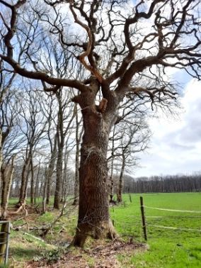 Update Fotowedstrijd Markante Bomen