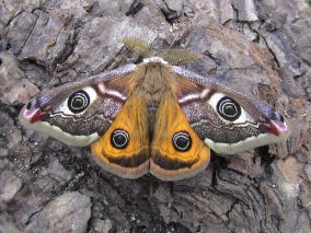 Ledenvergadering Natuerferiening Bakkefean 2022