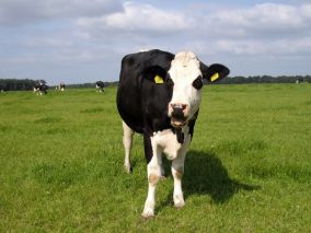 Opsterlandse Natuurverenigingen in gesprek met  boeren organisa