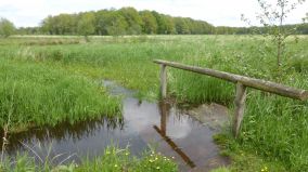 Excursie Fochteloërveen