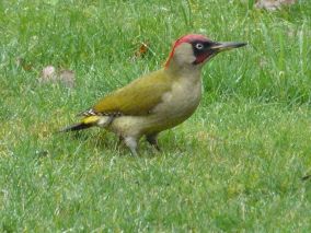 Natuurnieuws Geaflecht